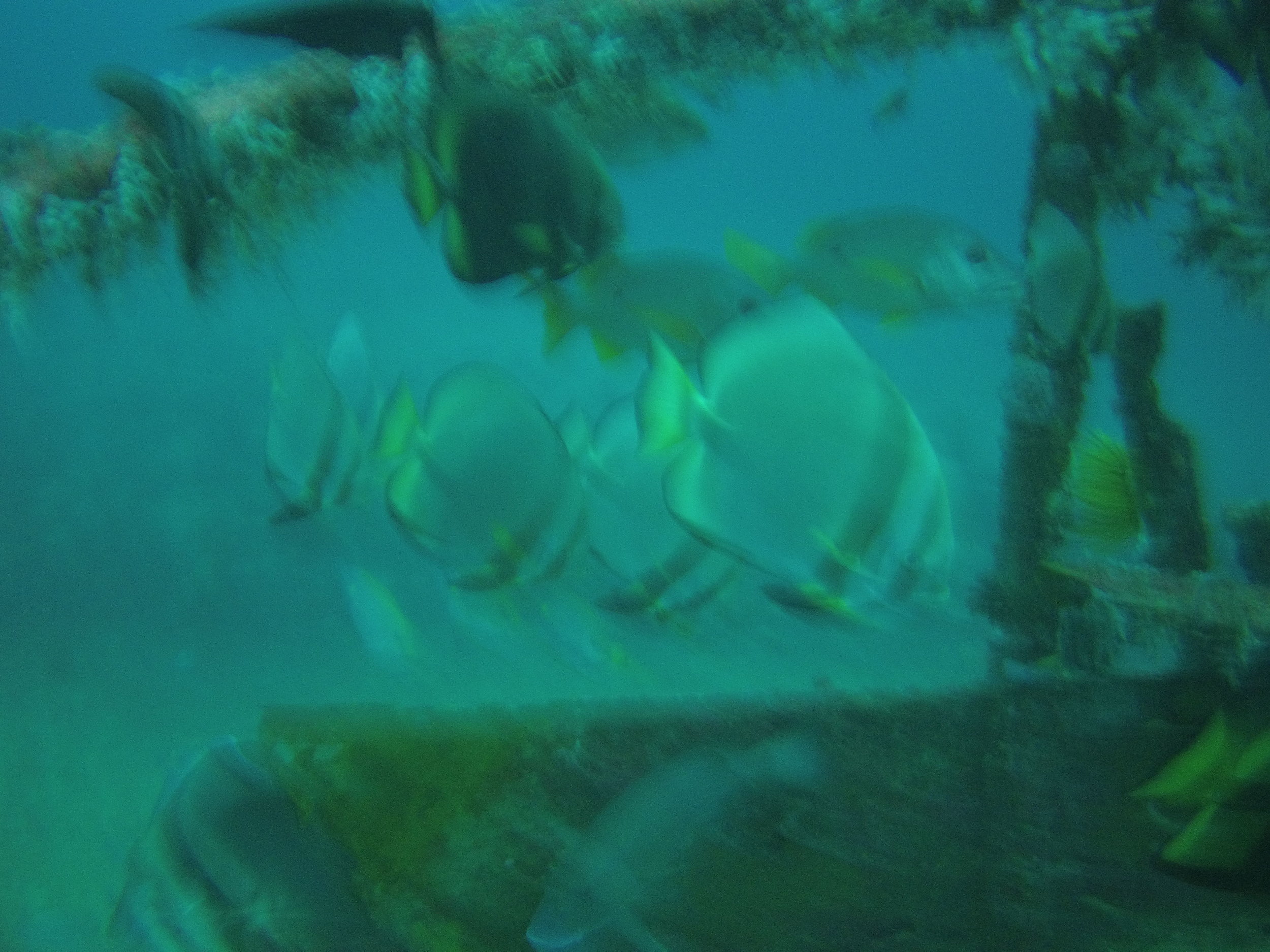 AMBA0269.jpg