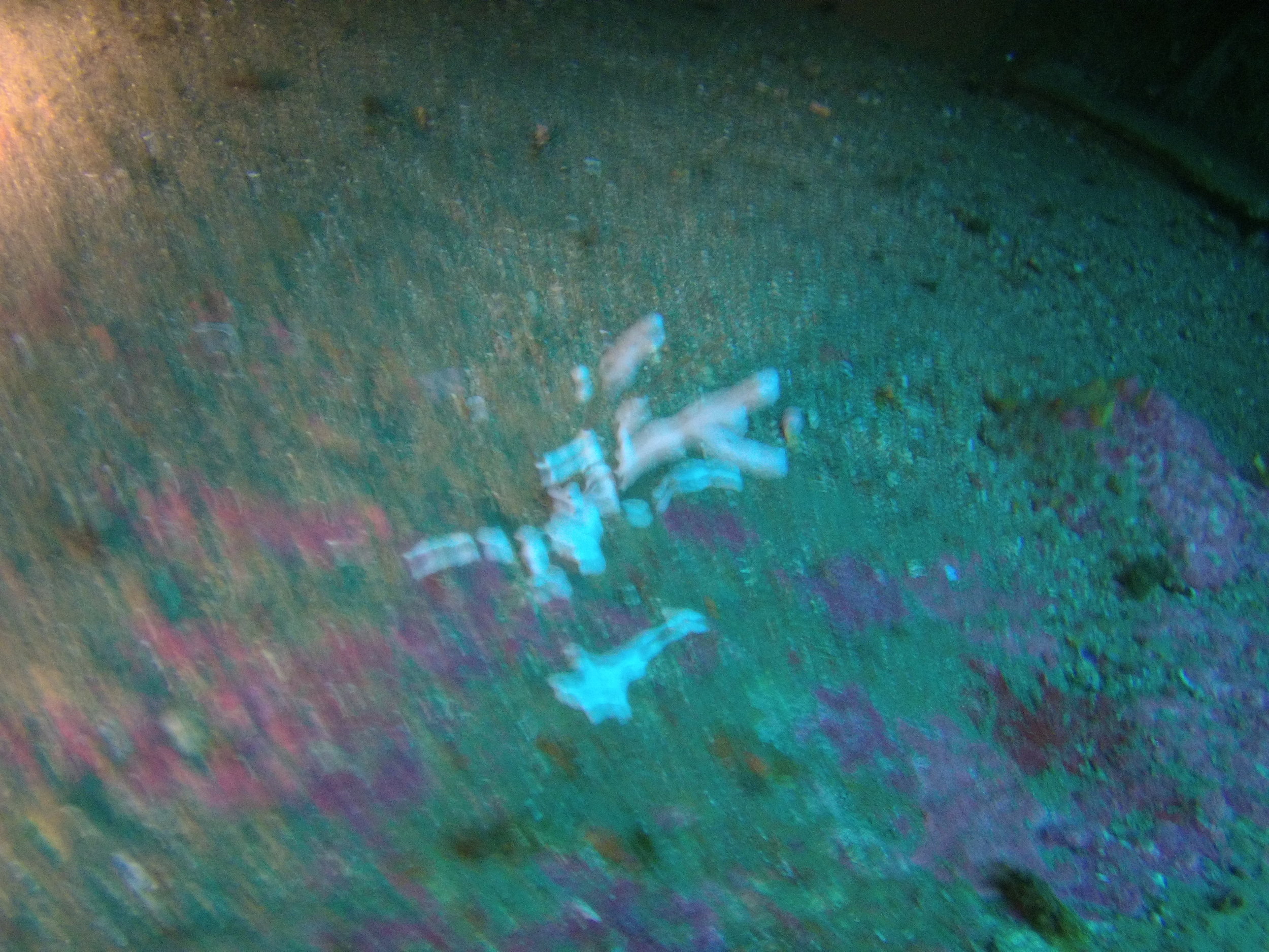 AMBA0271.jpg