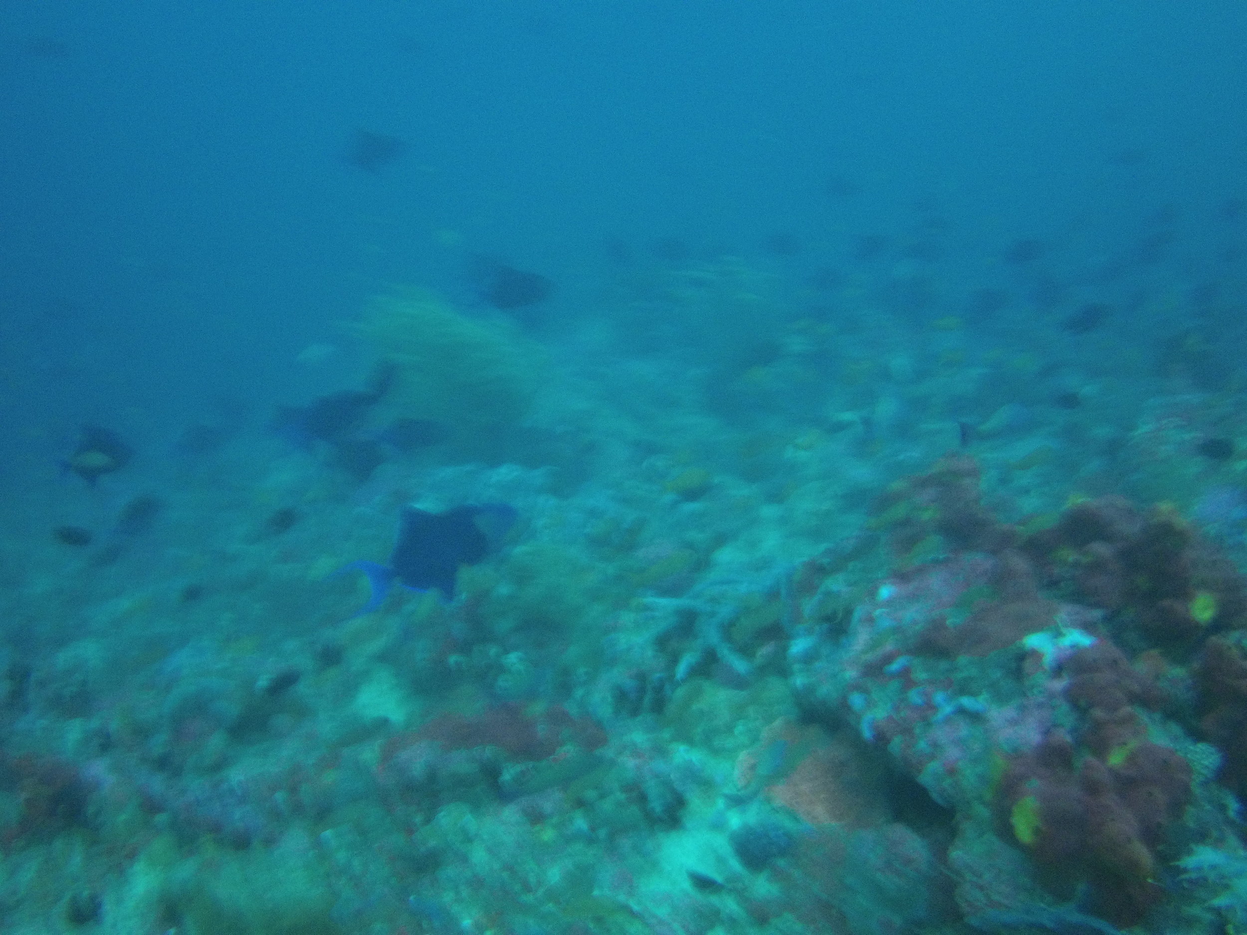 AMBA0312.jpg