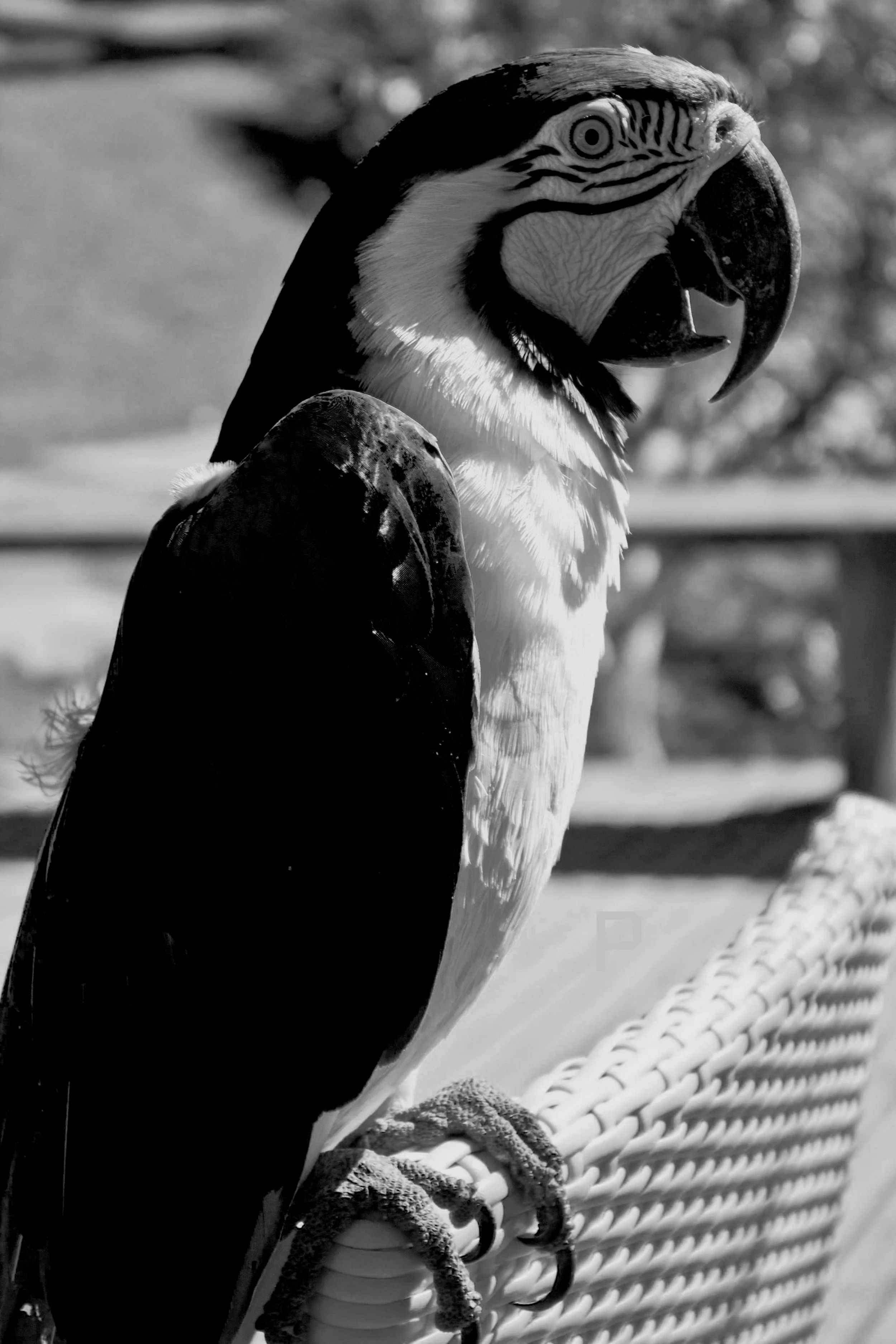 bird.jpg