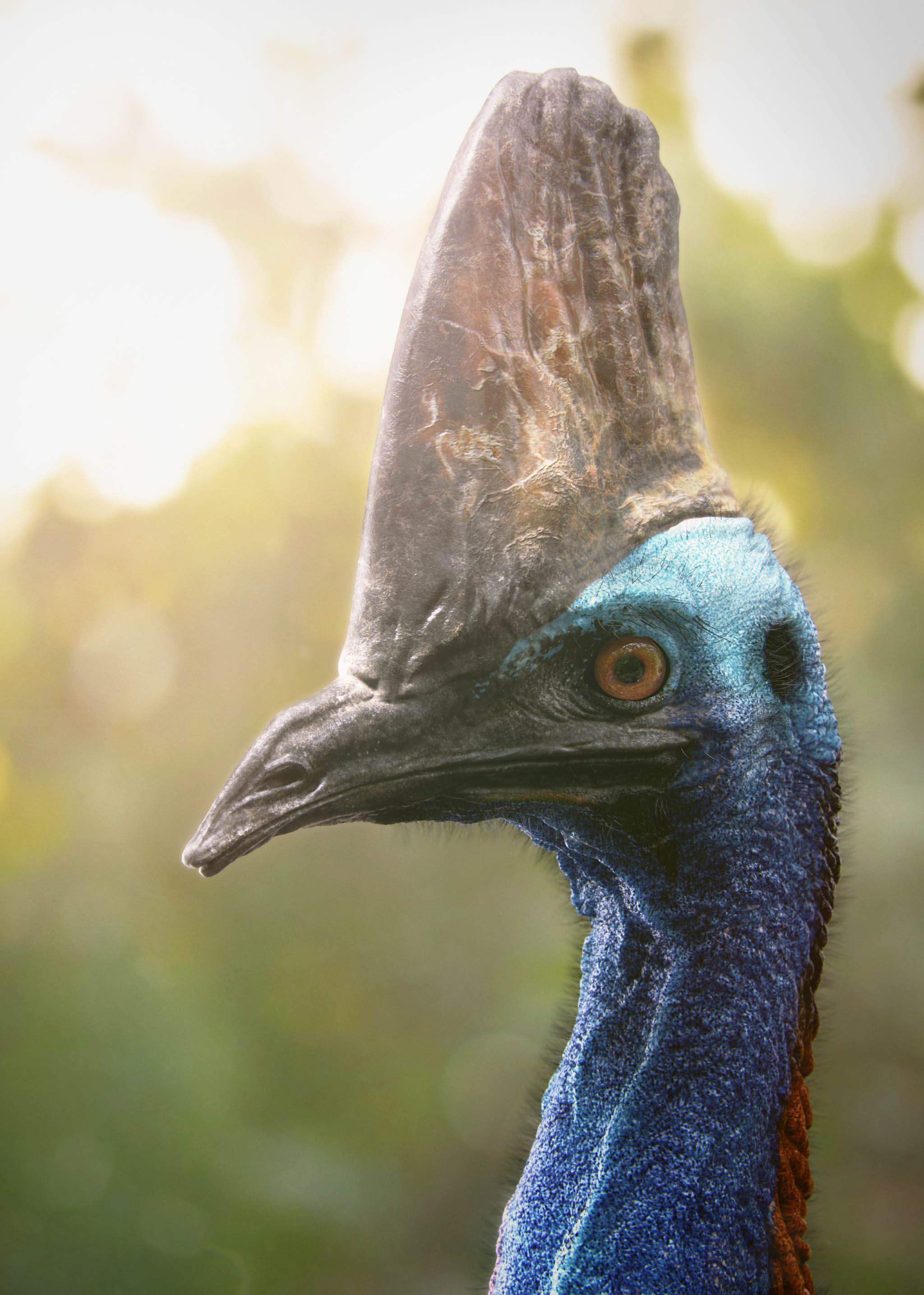 theSouthernCassowary_FORWEB.jpg