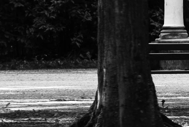 LR RAW development - still a bit mushy ...