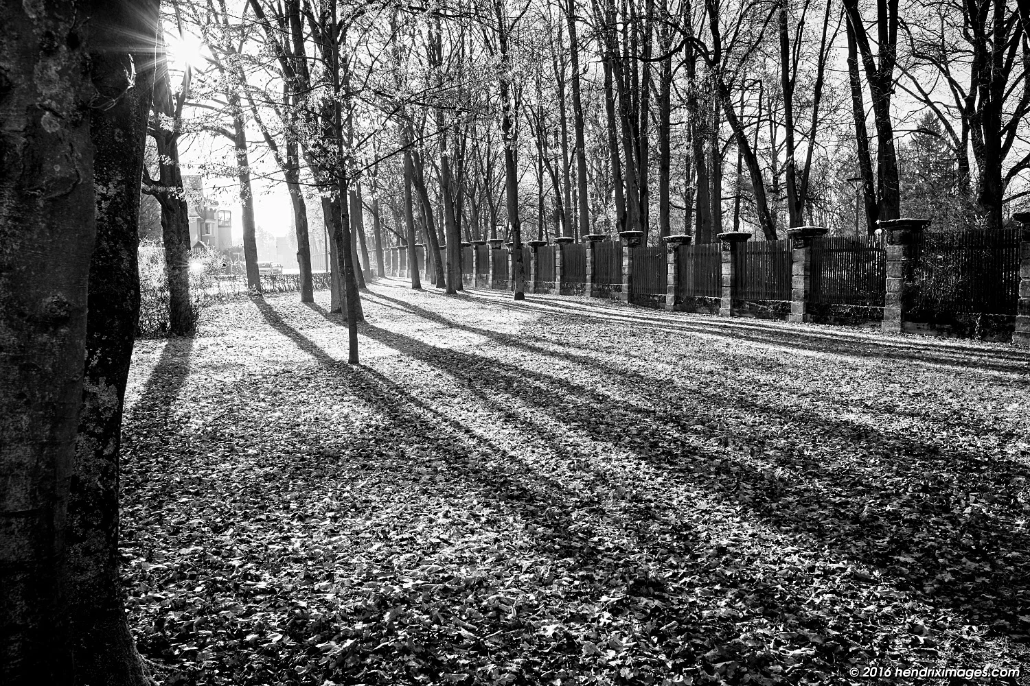 Contre Jour in the park, seen with Fuji XF 23 mm f/2 WR on Fuji X-Pro2, developed in CO Pro 10