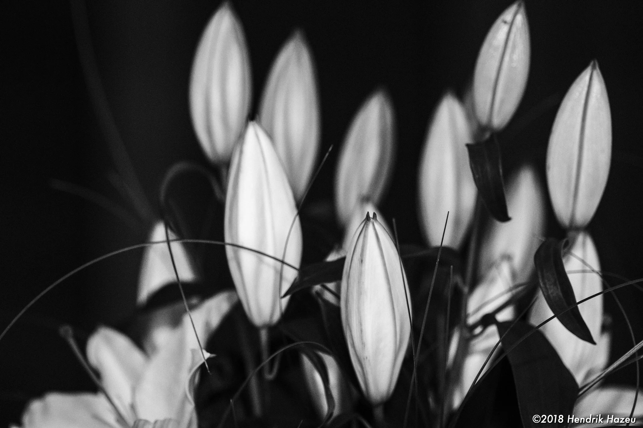 Closed Lillies seen with XF90mm F2 WR @f/2, 1/60sec, ISO2000, developed in LR CC mobile