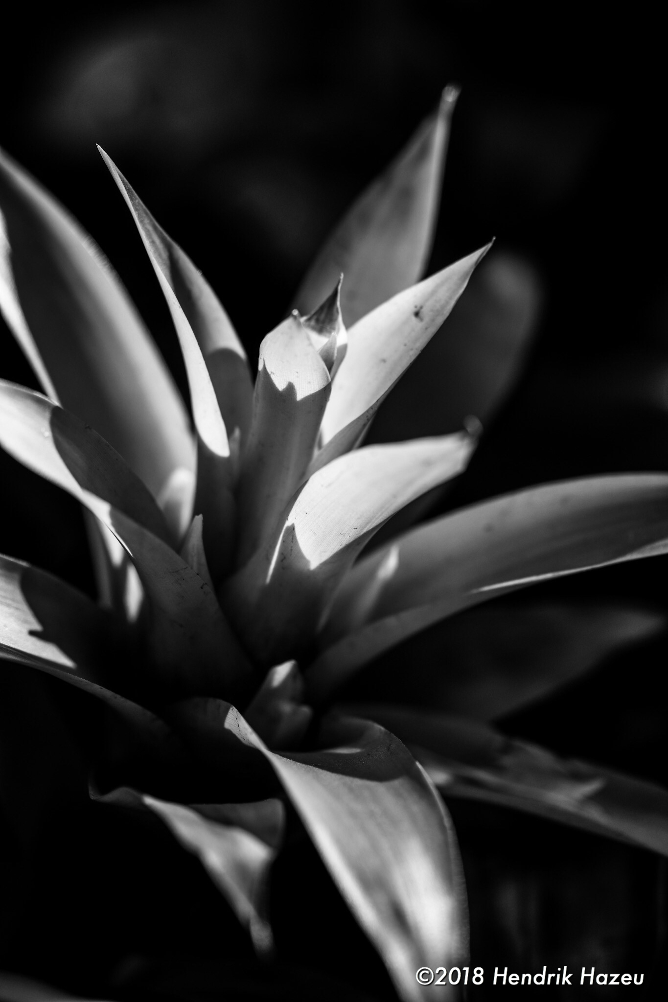 “Micro” in action: Nikon’s Micro Nikkor AF-S 105mm f/2.8G VR @f/5.6, 1/250sec, ISO 180
