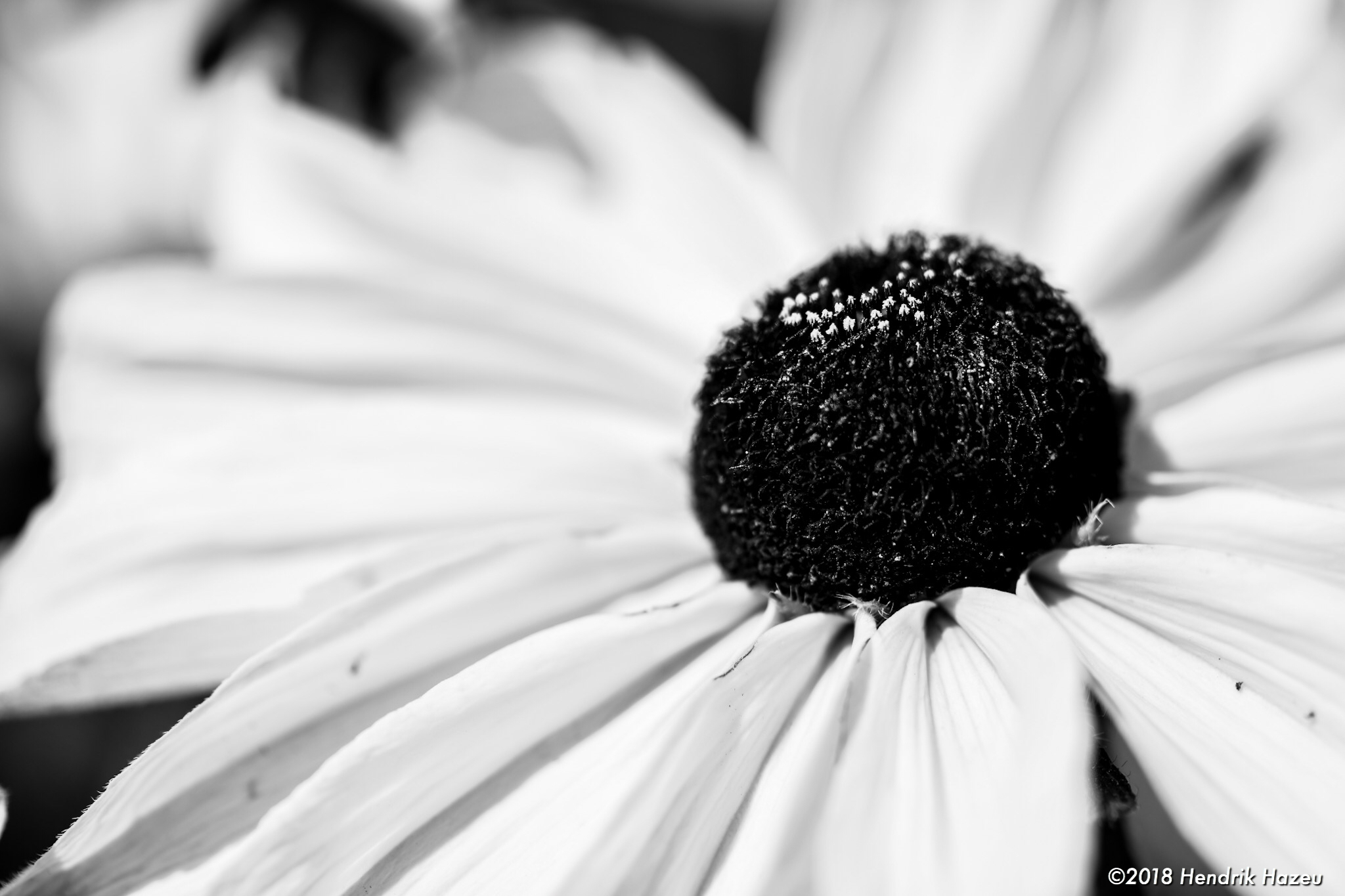 Closer view, framed by Micro Nikkor AF-S 105mm f/2.8G VR @f/5.6, 1/500sec, ISO 64