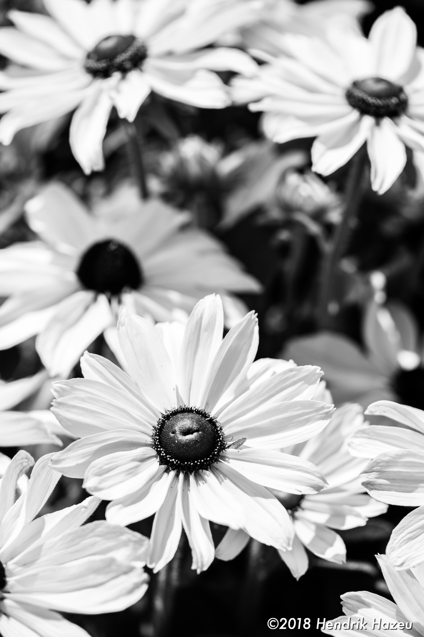 More of the same, seen with Micro Nikkor AF-S 105mm f/2.8G VR @f/5.6, 1/500sec, ISO 64