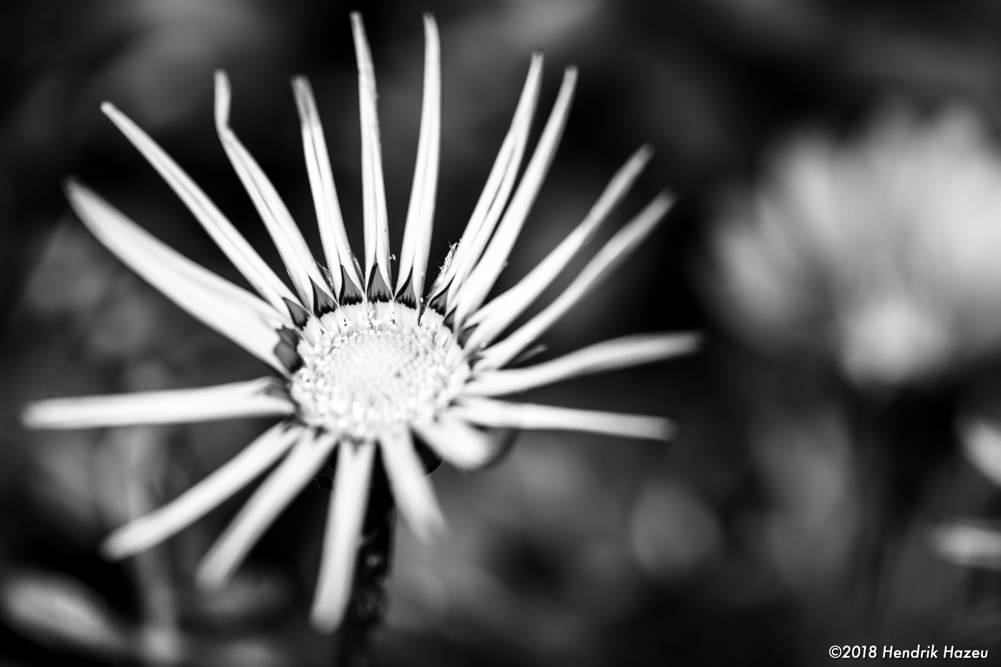 Spiked petals, captured by Micro Nikkor AF-S 105mm f/2.8G VR @f/5.6, 1/350sec, ISO 64
