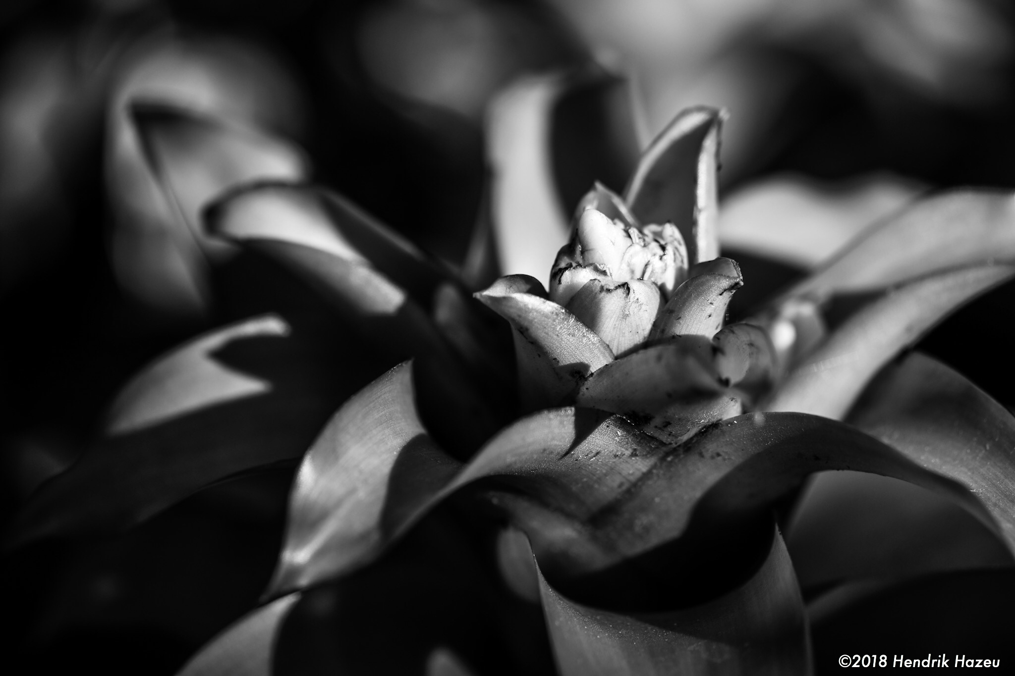 More Bokeh, using Micro Nikkor AF-S 105mm f/2.8G VR @f/5.6, 1/250sec, ISO 110