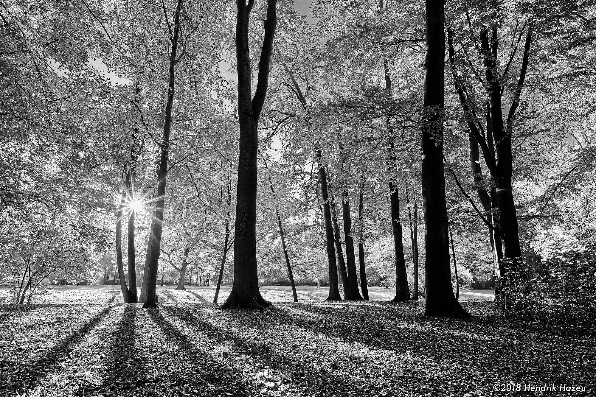 Autumn sun coming thru the trees, with Nikkor AF-S 20mm f/1.8G @f/8, 1/40sec, ISO100