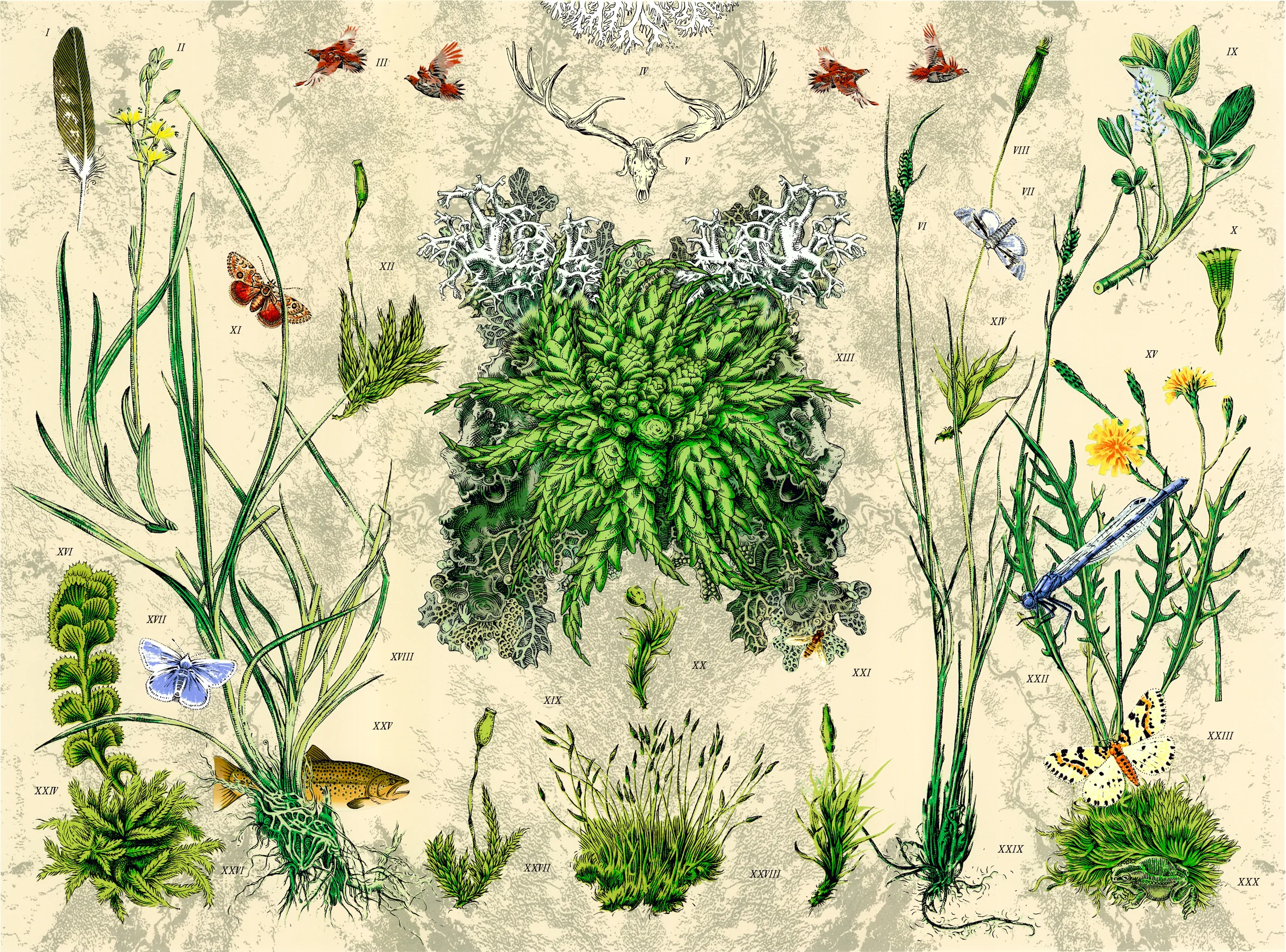 Crucible (Sphagnum denticulutum)