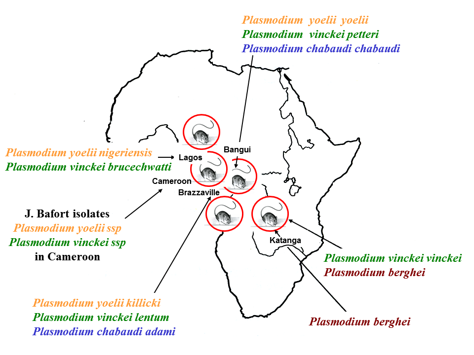 a malária plazmodium aszexuális reprodukciója)