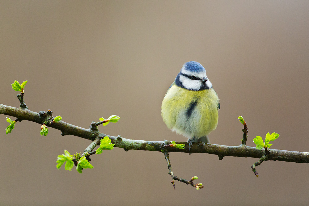 blue_tit_hawthorn.jpg