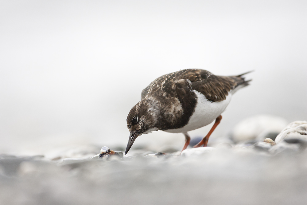 turnstone.jpg