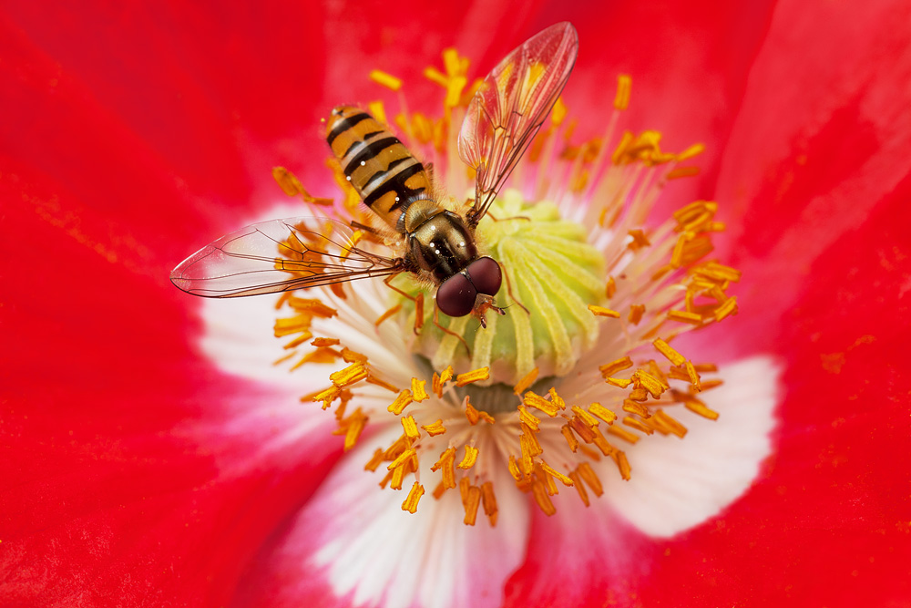 hoverfly_poppy.jpg