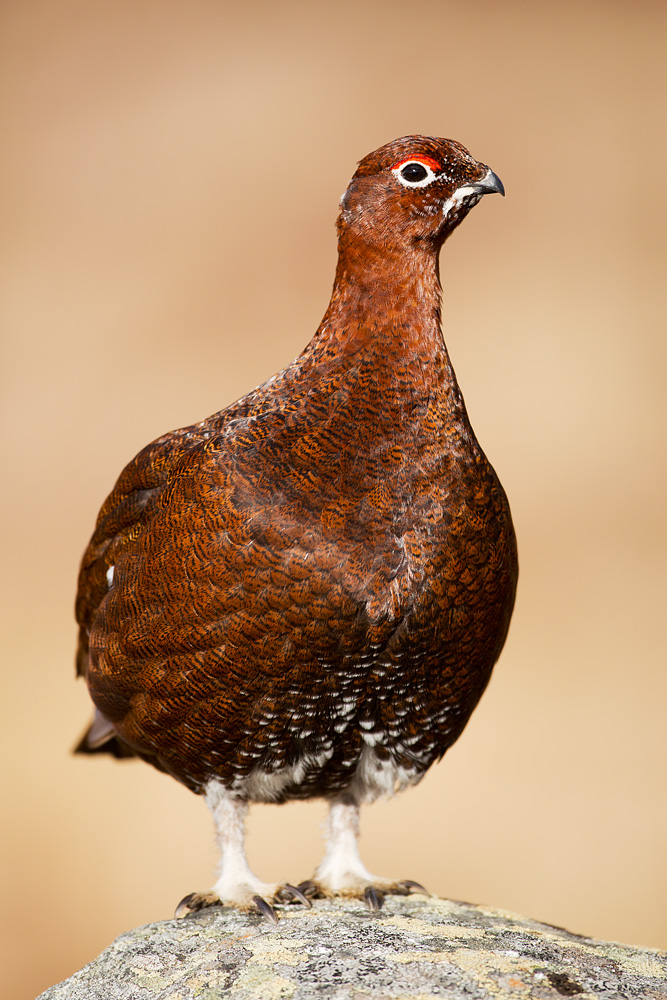 red_grouse_male.jpg