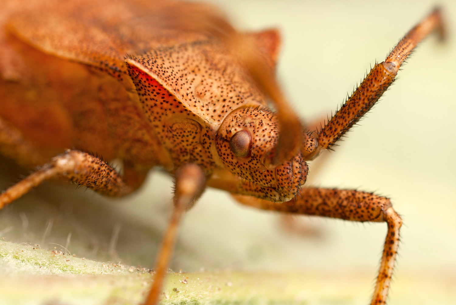 shield_bug_coreus_marginatus.jpg