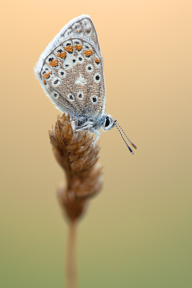 common_blue_dew.jpg