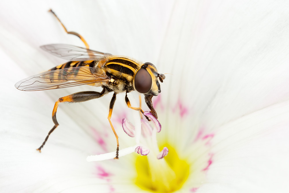 hoverfly_on_flower.jpg