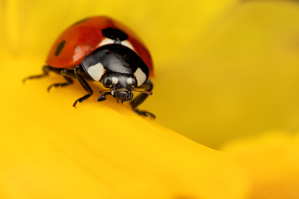 ladybird_on_daffodil.jpg