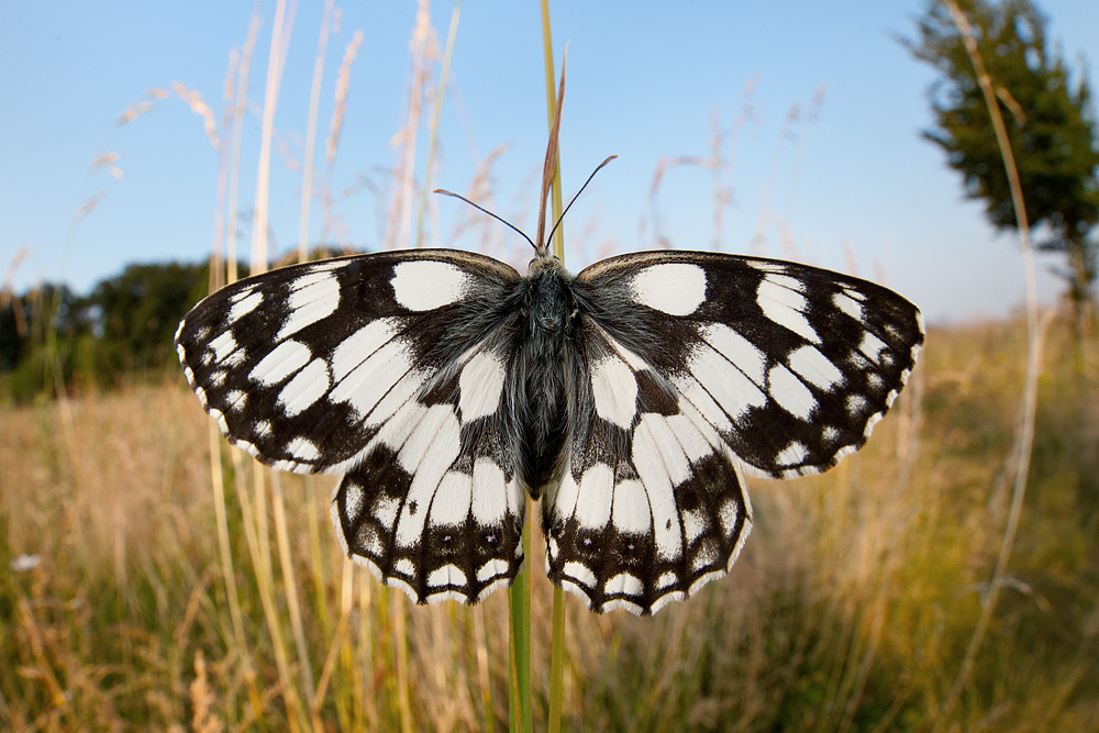 marbled_white_wide_angle.jpg