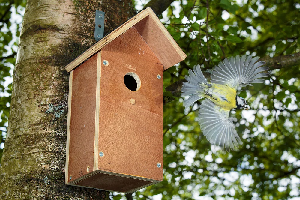 Blue tit exiting nest with fecal sac