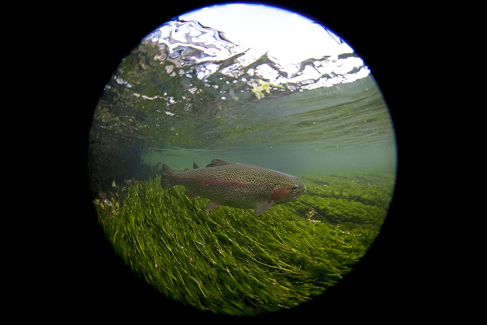 Rainbow trout at 8mm