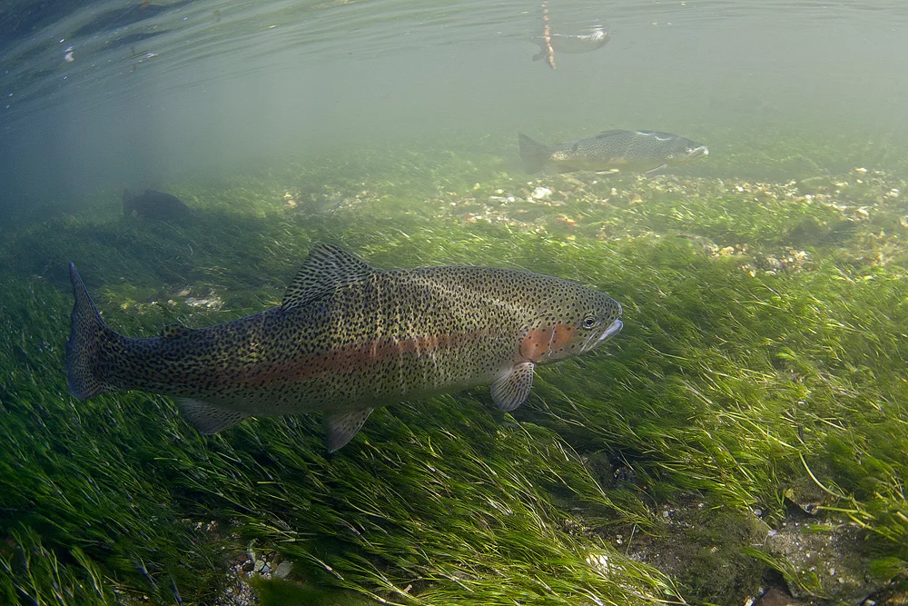 Rainbow trout at 15mm