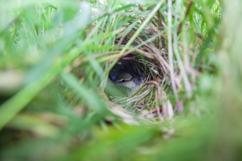 Willow warbler sitting on very young chicks