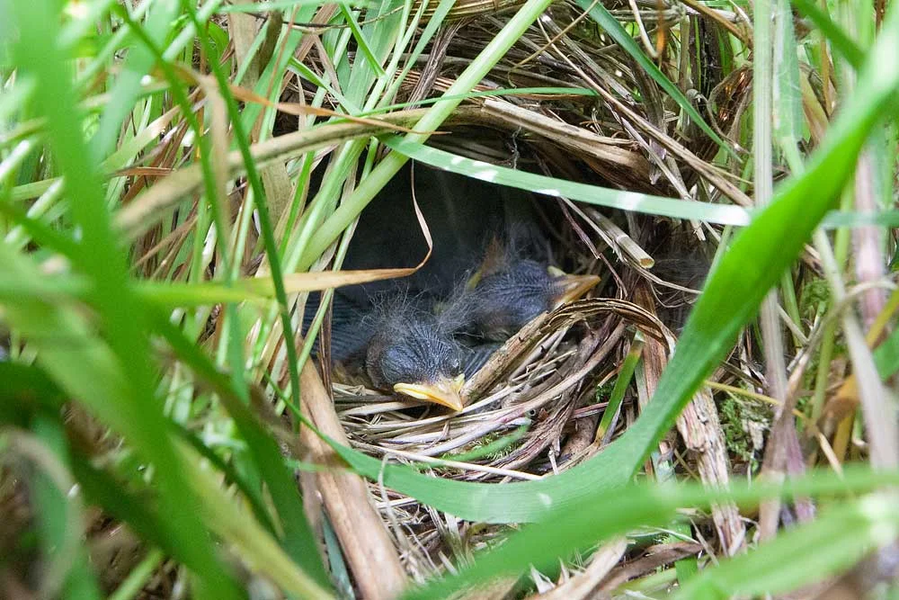 Cropped in photograph showing warbler chicks before their eyes have opened
