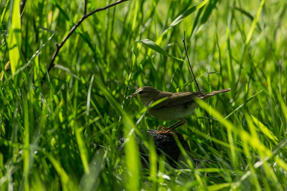 Warbler returning with food, perches atop decoy camera
