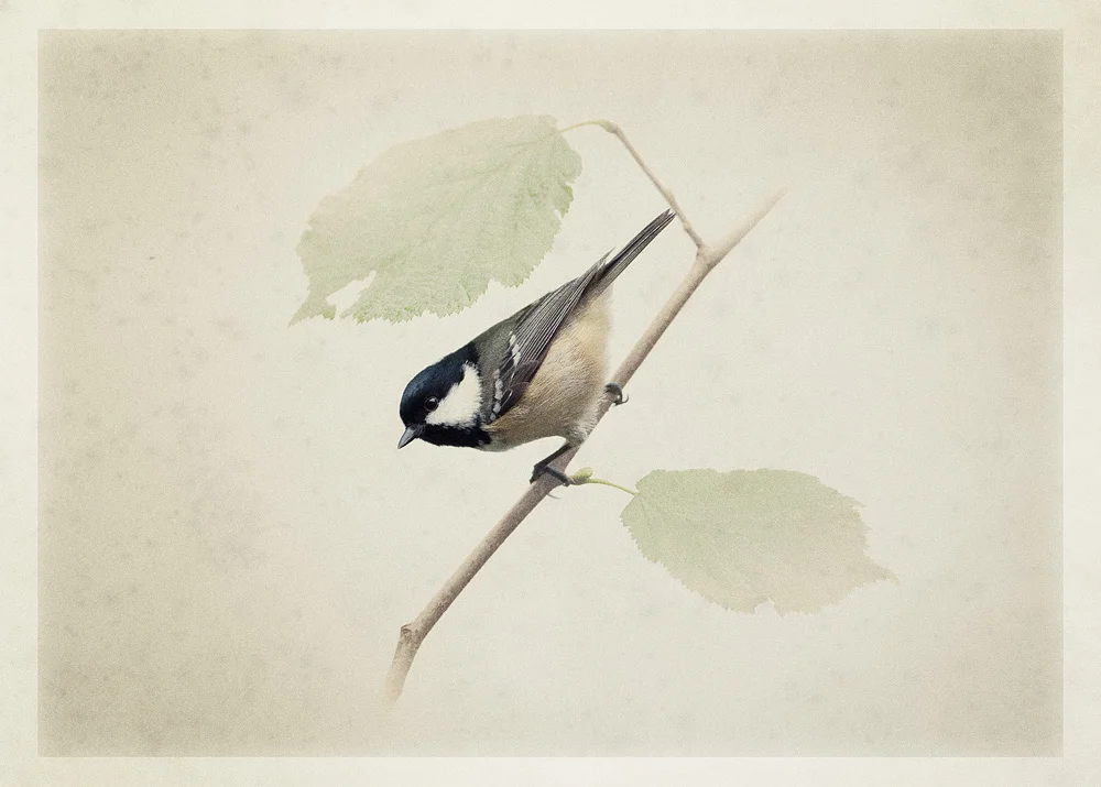 art_card_coal_tit.jpg