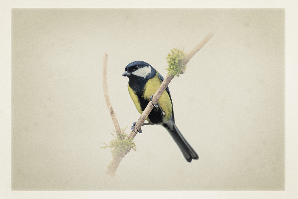 great tit