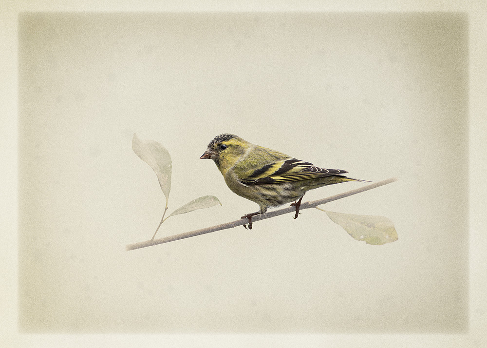 siskin