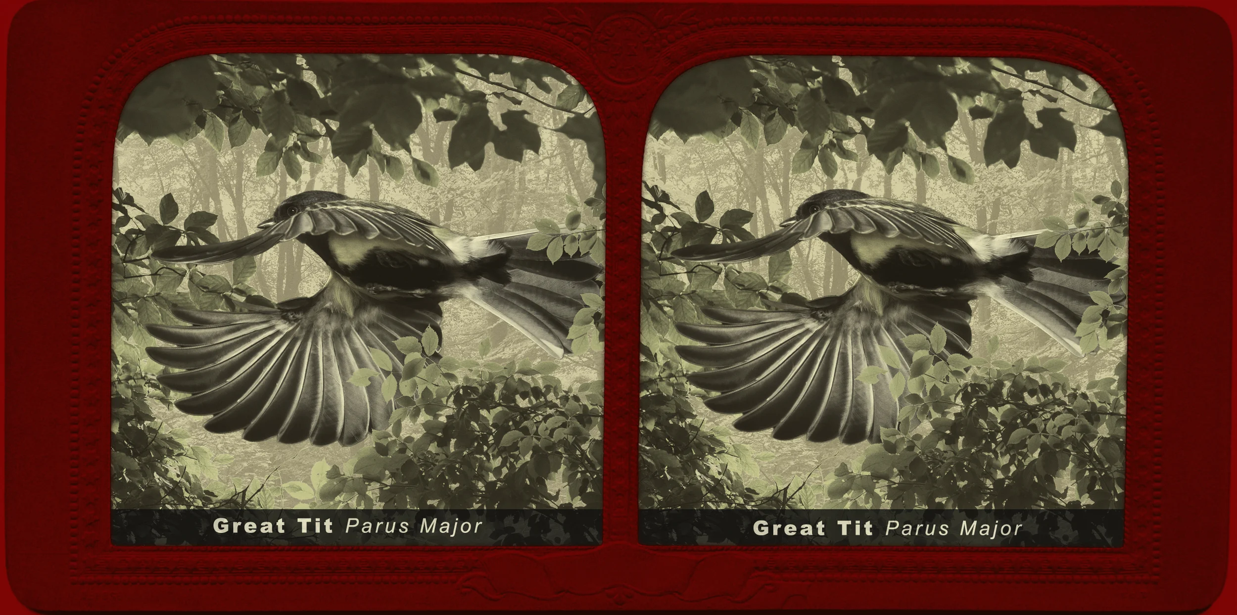 A stereograph showing a great in flight. 