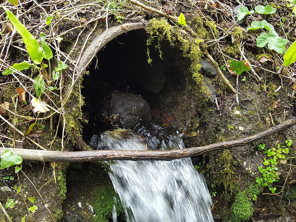 A view of the pipe above the dipper nest, now filled with rocks and branches. 