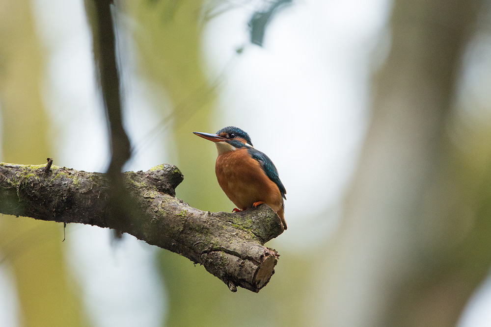 Kingfisher from below