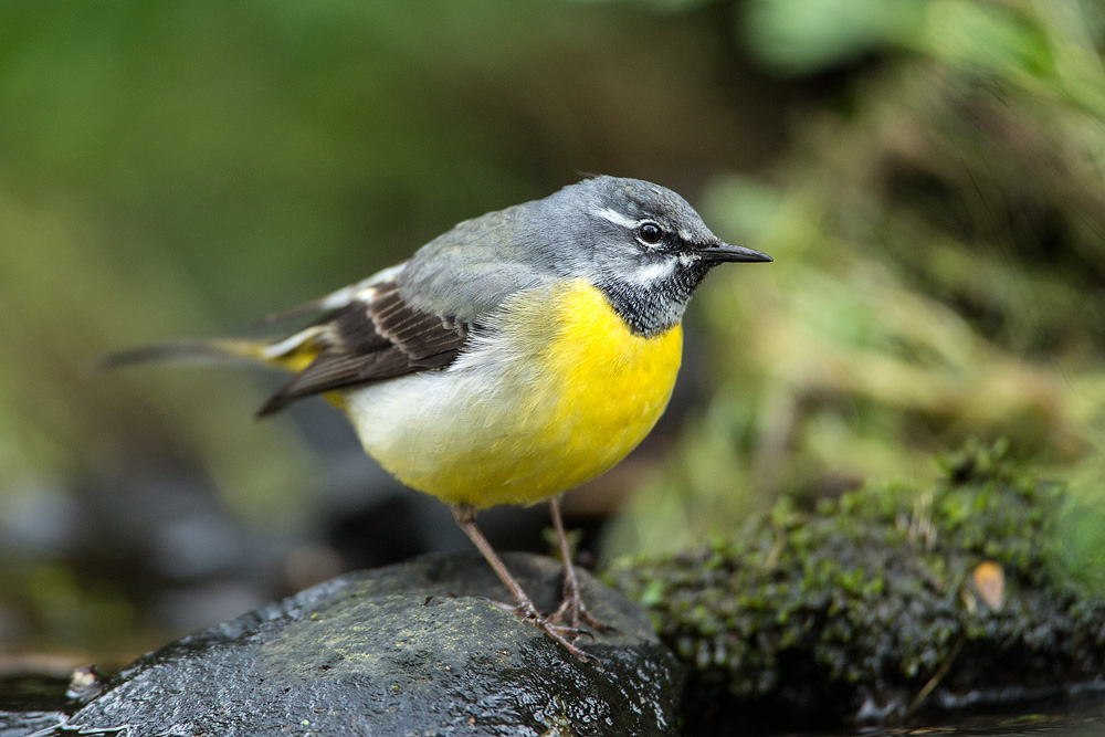 Grey wagtail