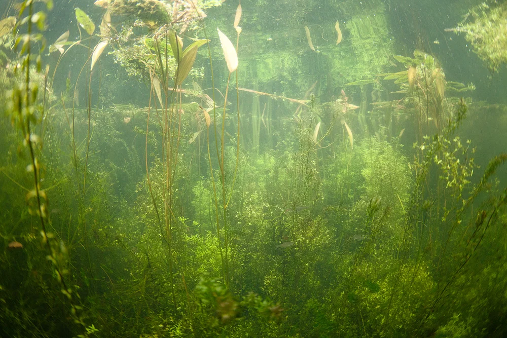 An underwater landscape, showing the crystal clear water in the Tiverton Canal 