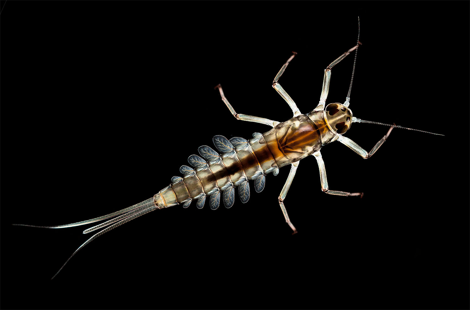 Mayfly larva