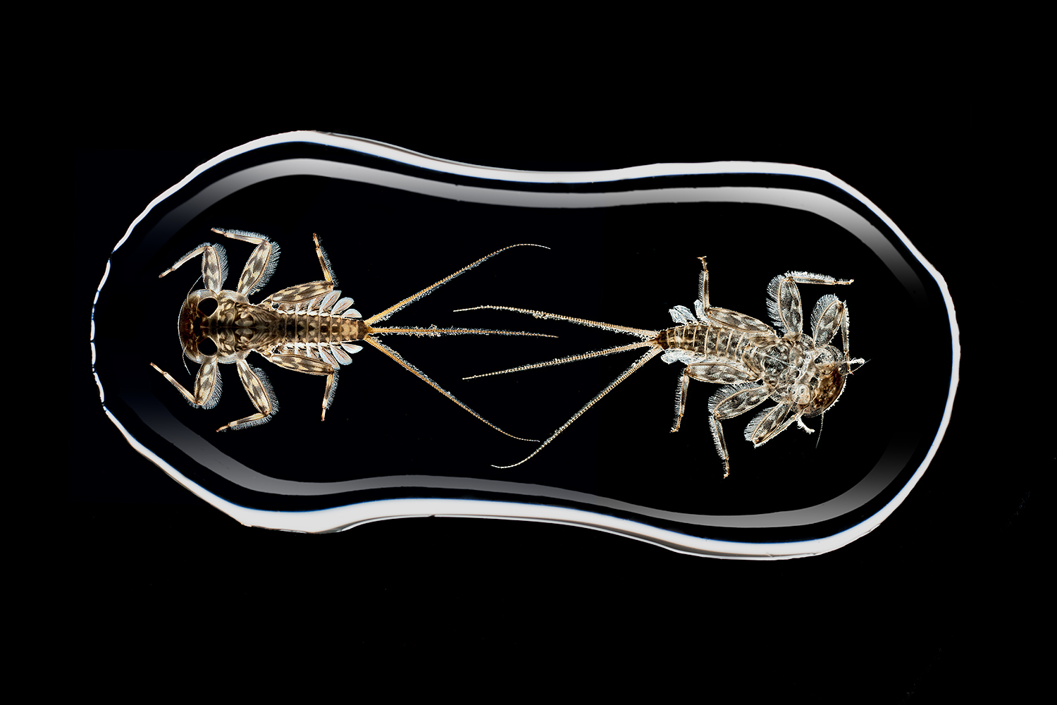 Mayfly larva during moult