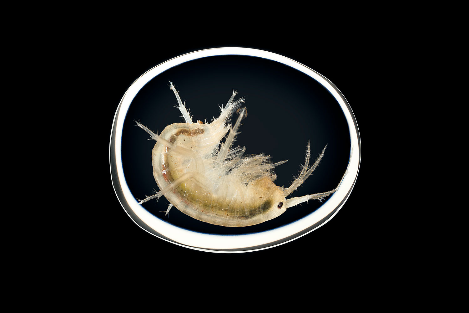 Freshwater shrimp inside water droplet
