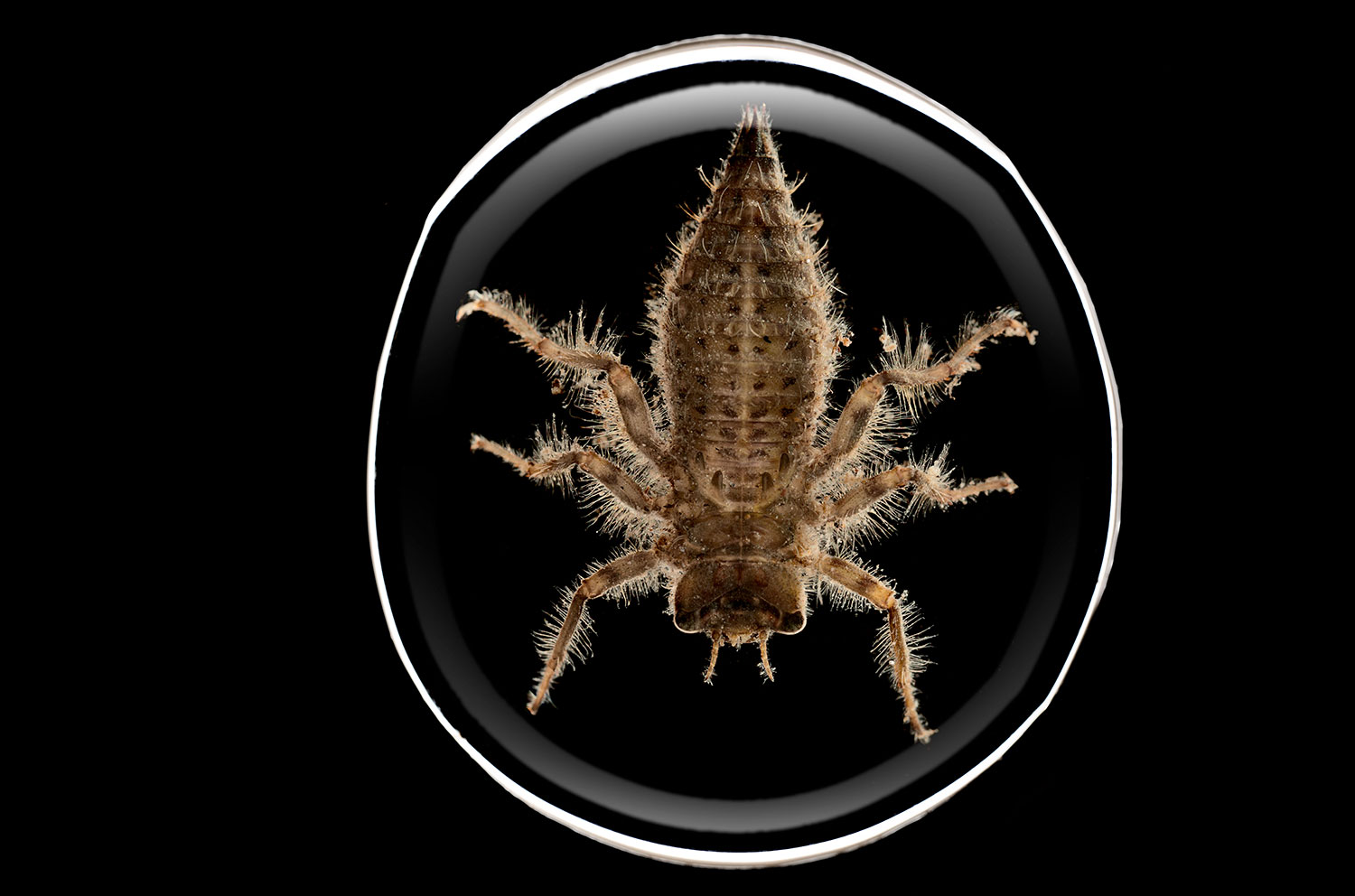 A Dragonfly larva suspended in a drop of water