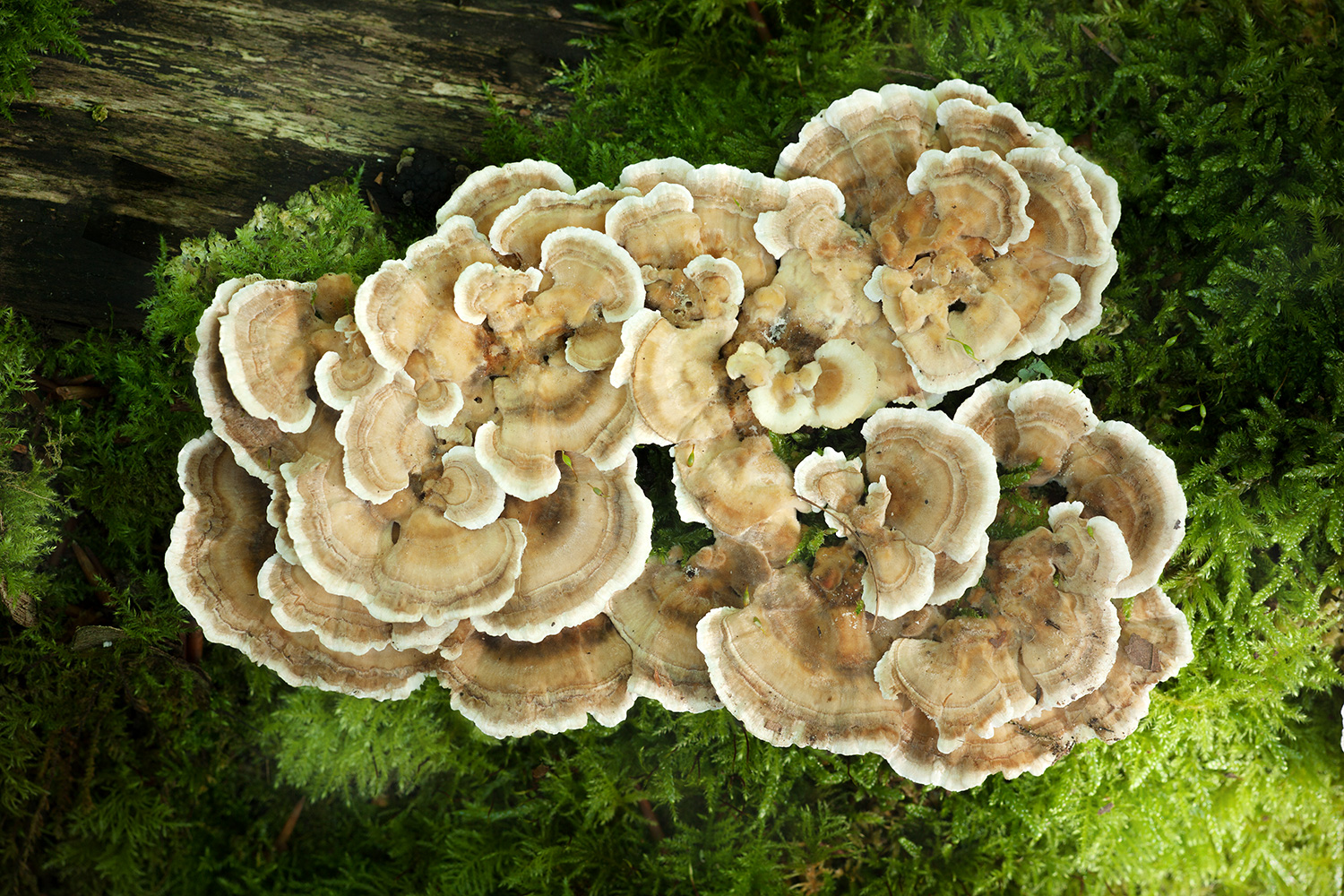 bracket_fungus.jpg