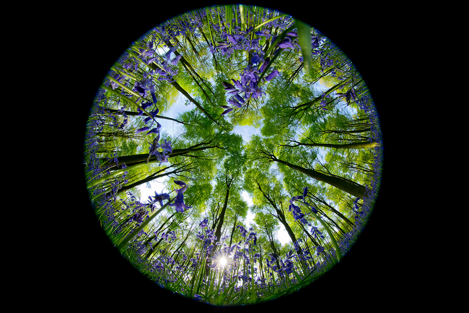 blue_bells_fisheye_sunburst.jpg