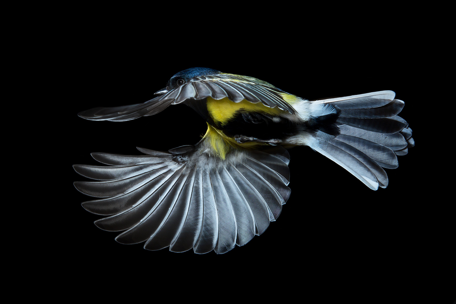 great_tit_in_flight.jpg