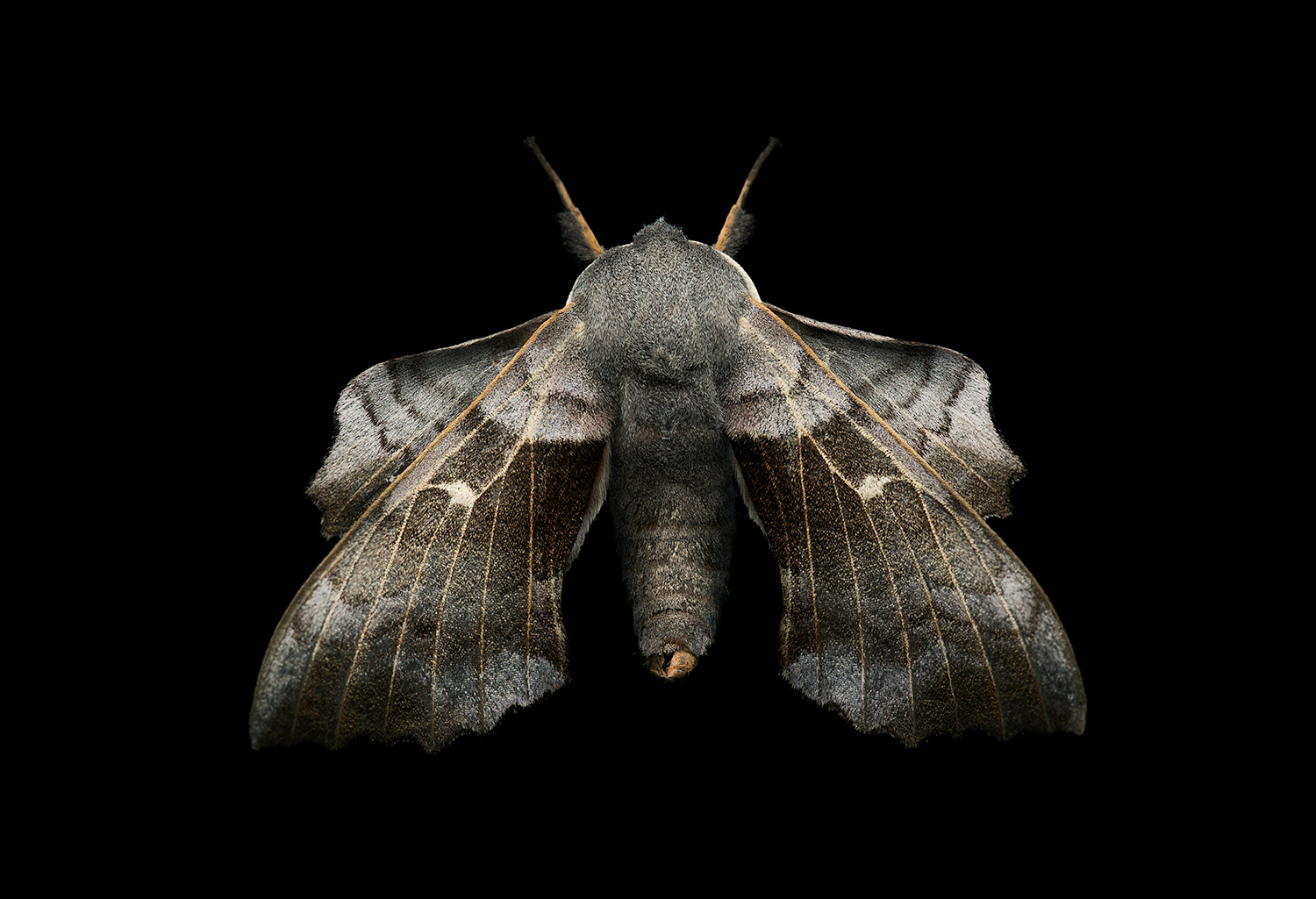 poplar_hawk_moth.jpg