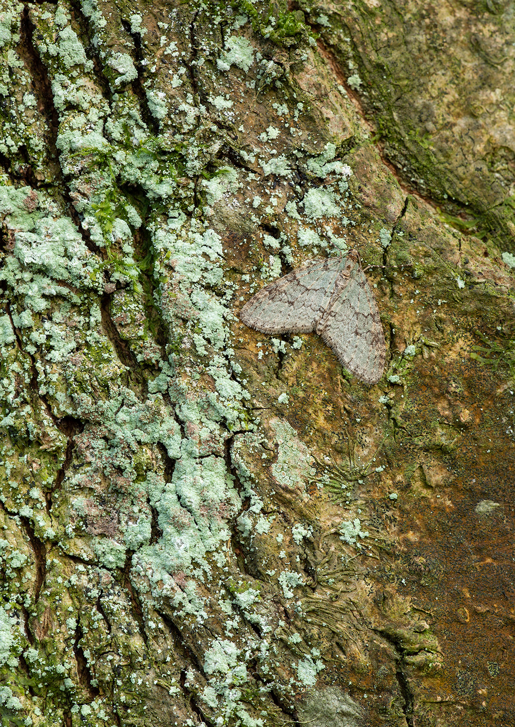moth_camouflage.jpg