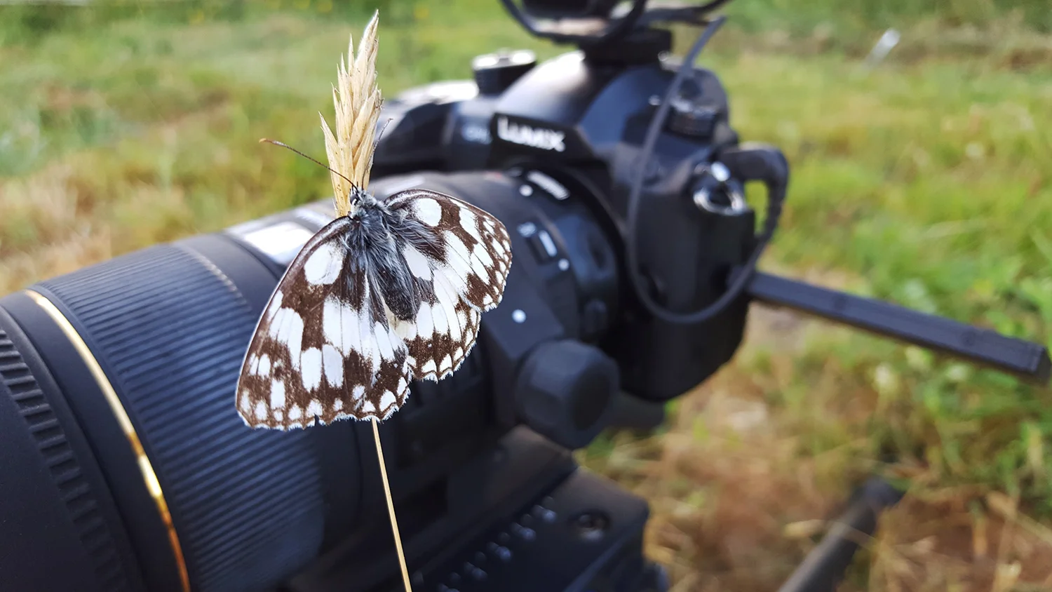gh5.jpg