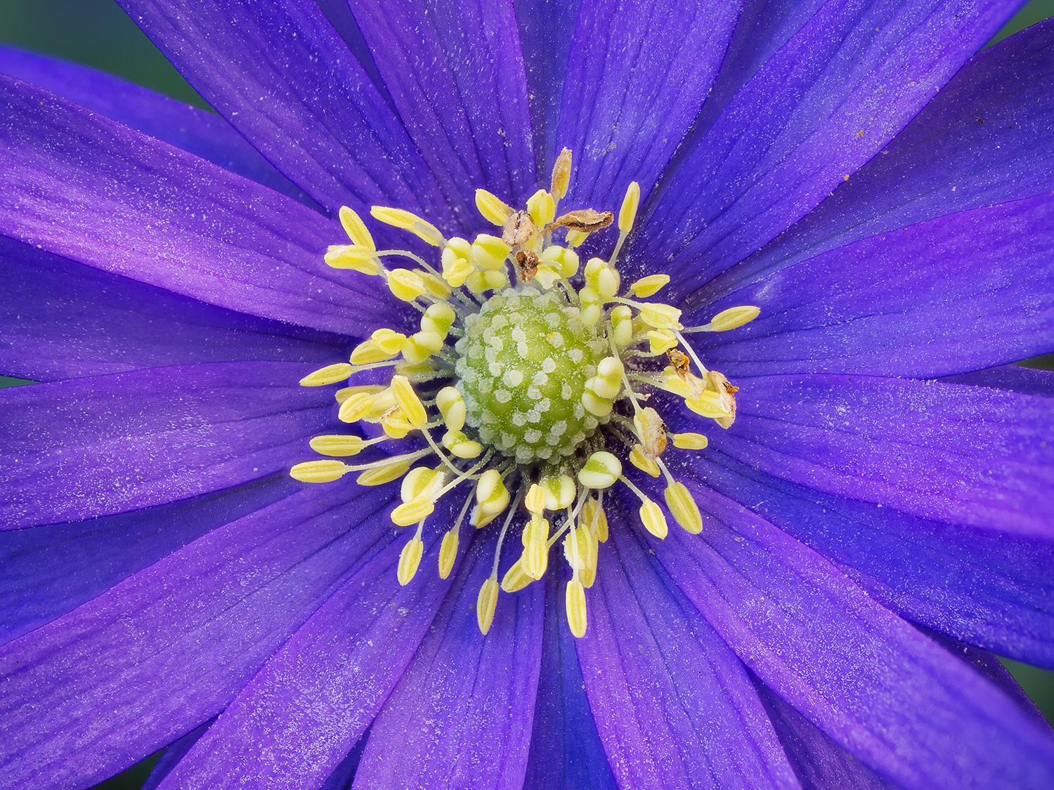 purple_flower.jpg